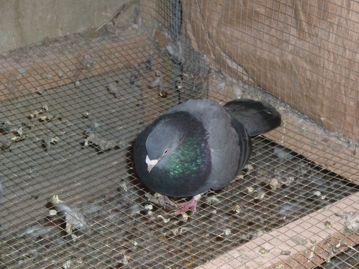 vanat - ciungi de ploiesti