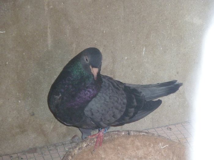 vanata spicata - ciungi de ploiesti