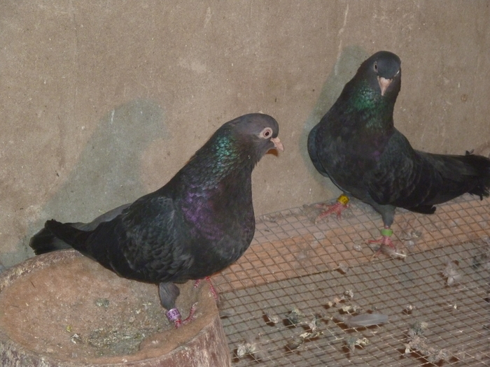 panduri - ciungi de ploiesti