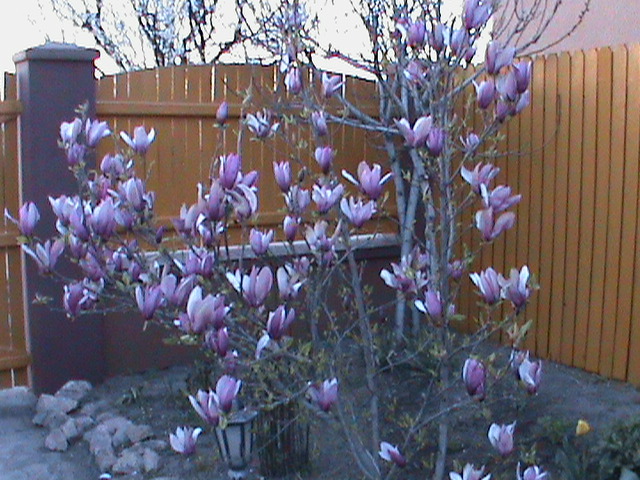 DSC02644; Magnolia (prima)
