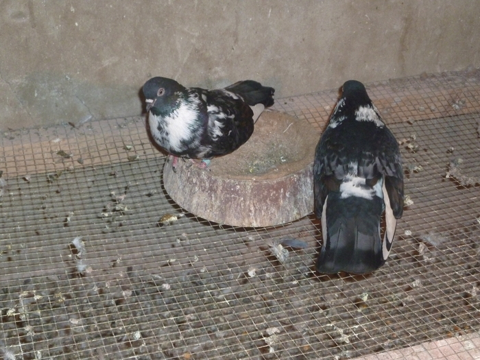 prieni - ciungi de ploiesti