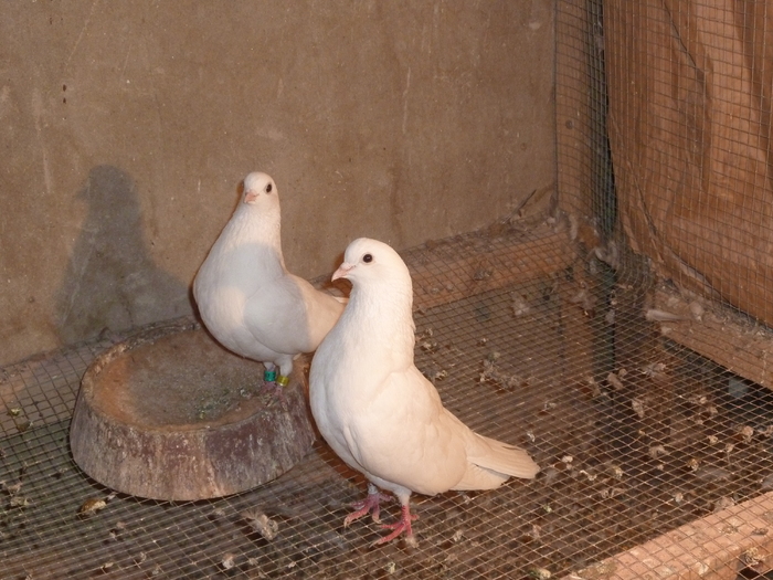 albi - ciungi de ploiesti