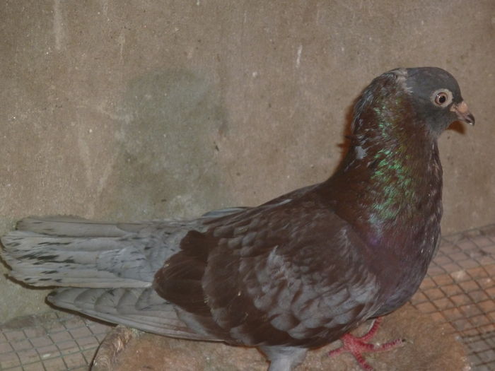 serpiu - ciungi de ploiesti