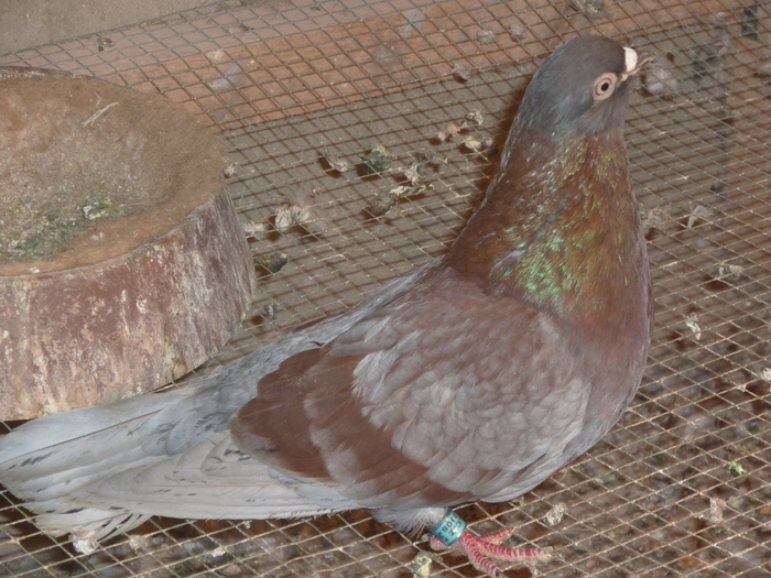 albastru de ploiesti - ciungi de ploiesti