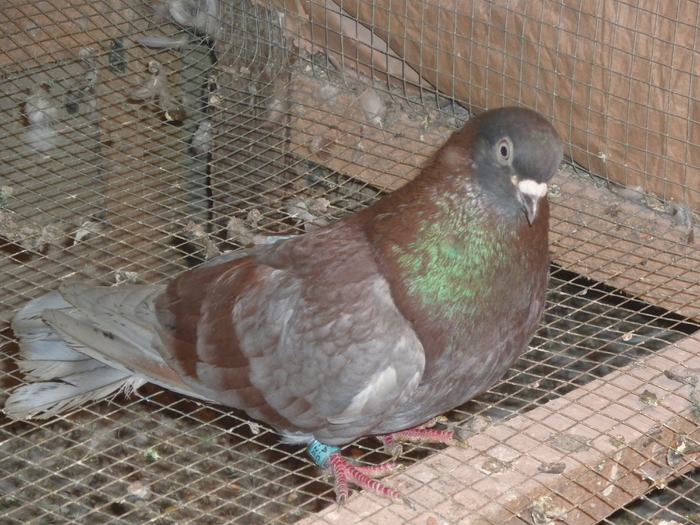 albastru de ploiesti - ciungi de ploiesti