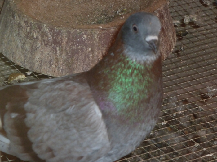 albastru de ploiesti - ciungi de ploiesti