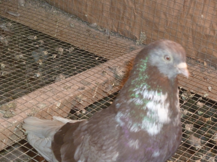 griv trestiu - ciungi de ploiesti