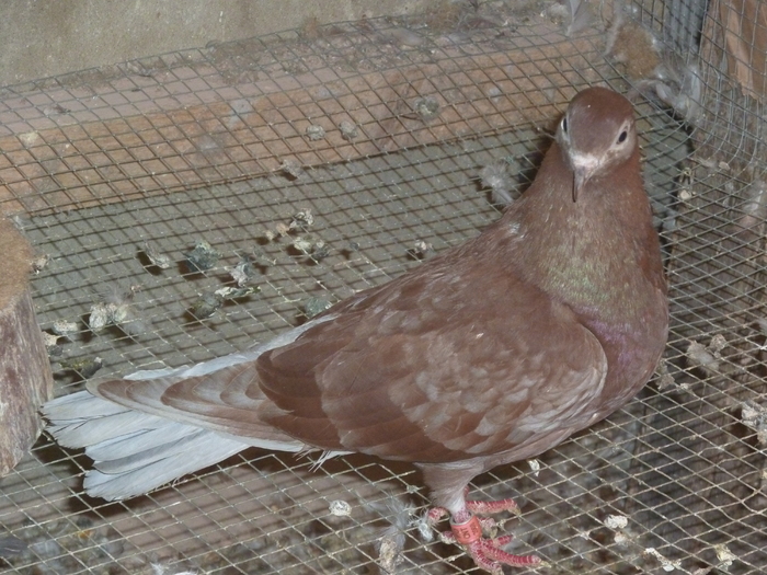 rosie - ciungi de ploiesti