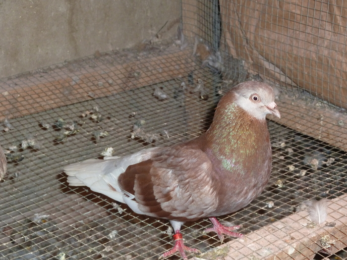 trestiu - ciungi de ploiesti