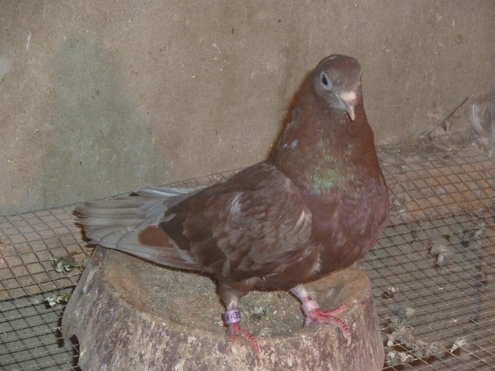 rosie spicata - ciungi de ploiesti