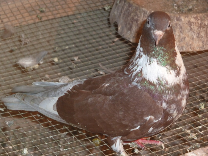 griva rosu - ciungi de ploiesti