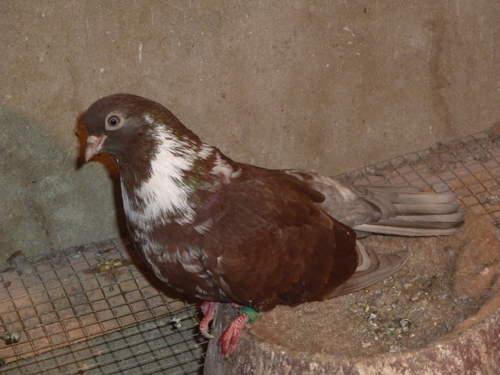 griva rosu - ciungi de ploiesti