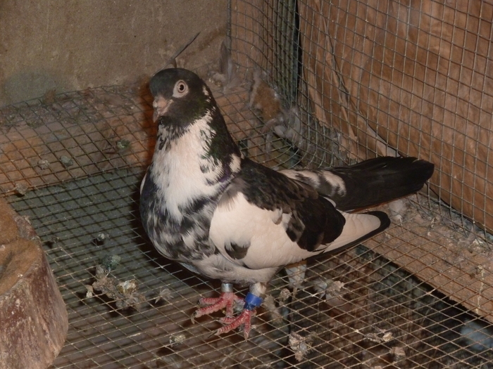 priana - ciungi de ploiesti