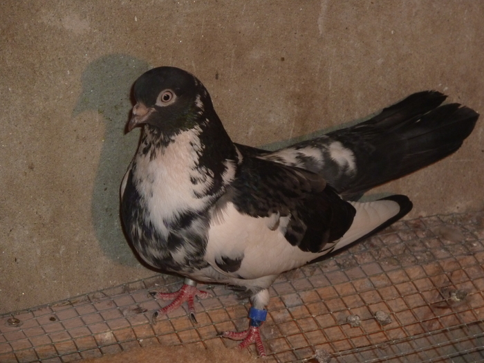 priana - ciungi de ploiesti