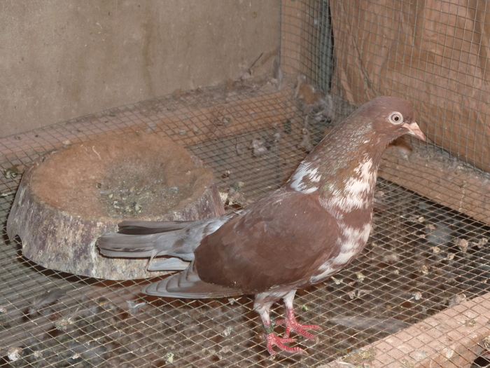 griva rosu - ciungi de ploiesti