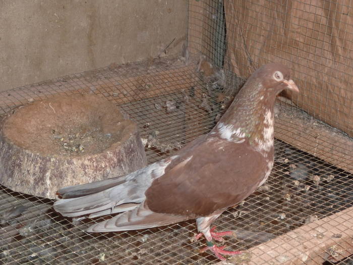 griva rosu - ciungi de ploiesti