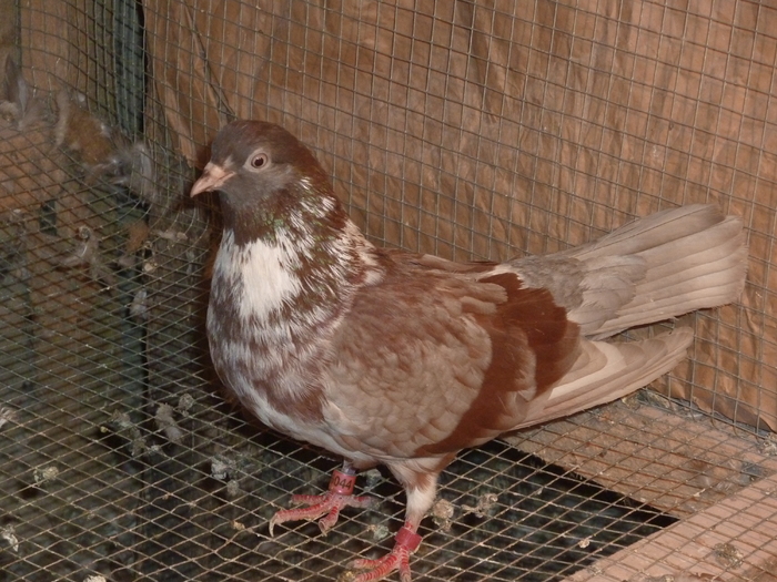 griva trestiu - ciungi de ploiesti