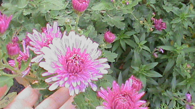 DSC02493; crizanteme
