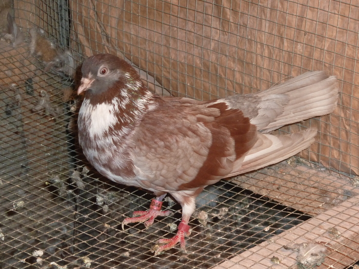 griva trestiu - ciungi de ploiesti