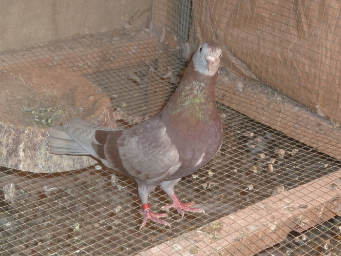 trestiu - ciungi de ploiesti