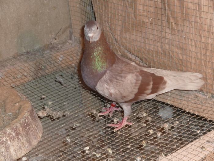 trestiu - ciungi de ploiesti