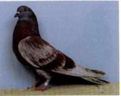 Zb_CIUNG_PLOIESTI3[1] - ciungi de ploiesti