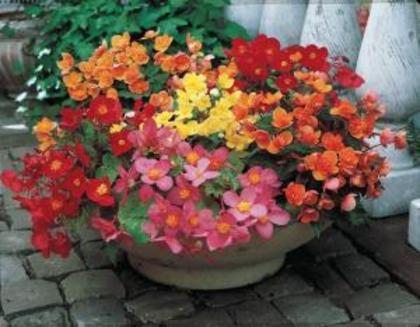 begonia_multiflore_en_melange_r0940236794_0[1]