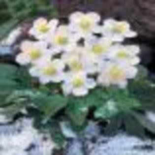 collection_de_3_roses_de_noel_jaune_orange_blanche_noire_r0930256719_0[1]