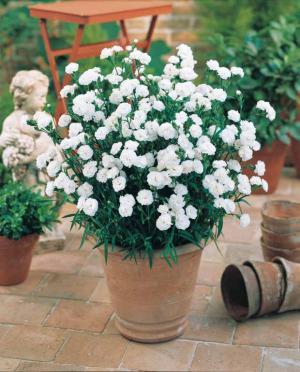 collection_de_6_oeillets_du_tyrol_2_rouges_2_blancs_2_maya_bicolores_r0941117662_1[1]