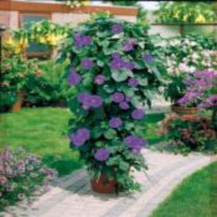 ipomee_a_grandes_fleurs_r0943518461_0[1]