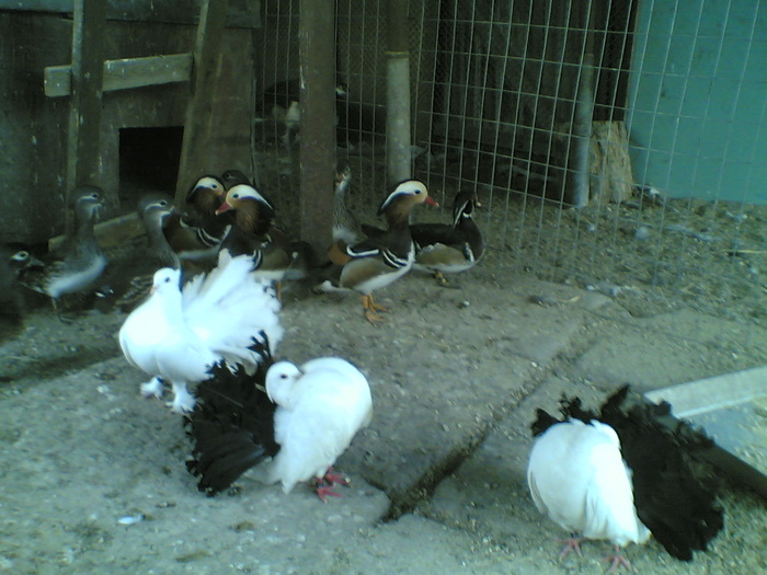 03.04.2011 - Porumbei rotati cu coada neagra si indieni