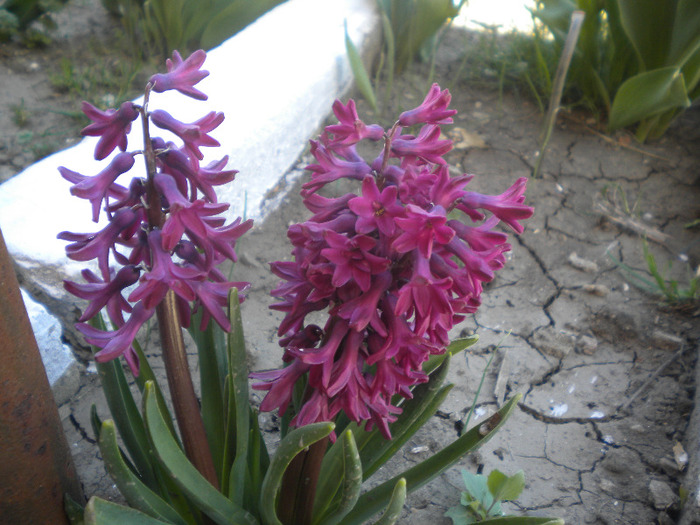 zambile [hyachinthus ] - flori din gradina casei mele MAR-APR 2011