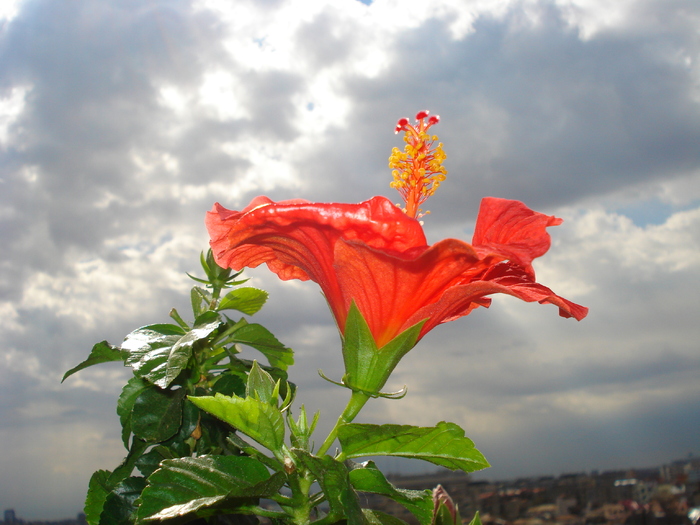 DSC01024 - FLORILE MELE -ALBUM2