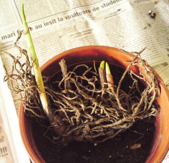 Bulbul incoltit - Bletilla Striata