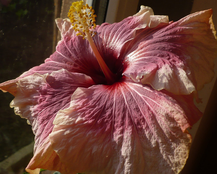 P1060439