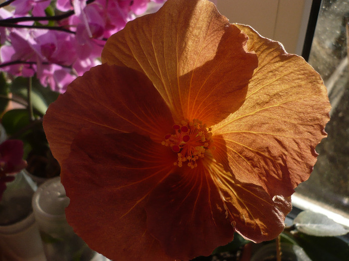 P1060440 - HIBISCUSI 2011-1