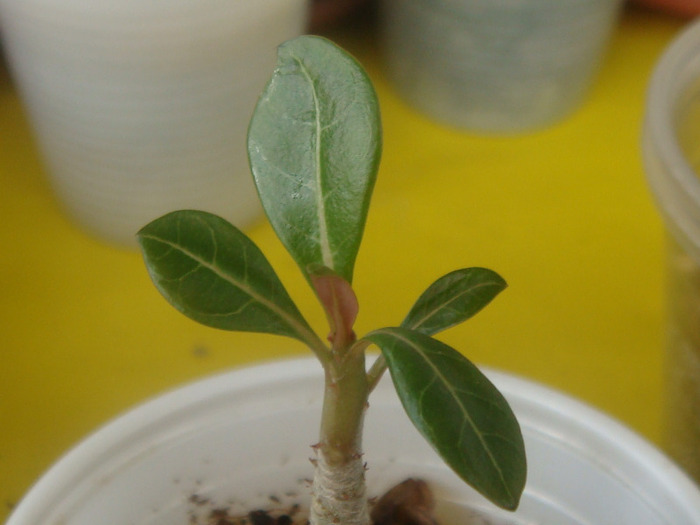 DSC01899 - Adenium