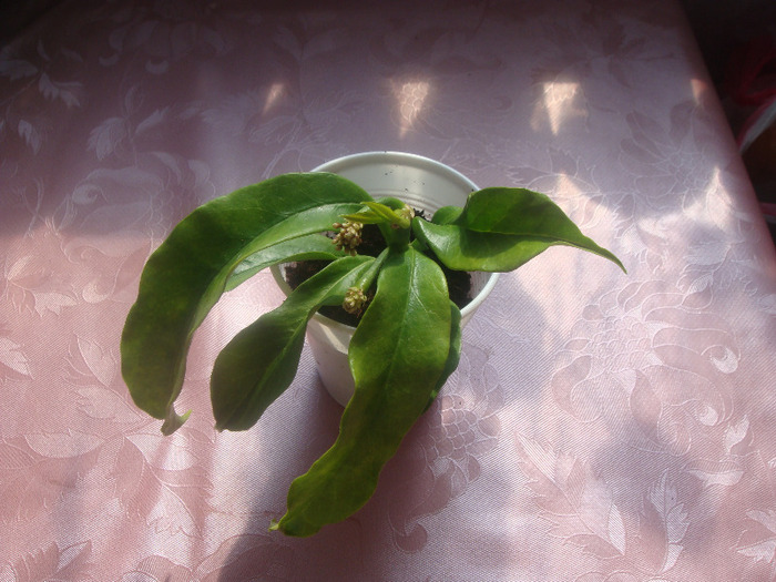 DSC01875 Hoya  Multiflora - Hoya