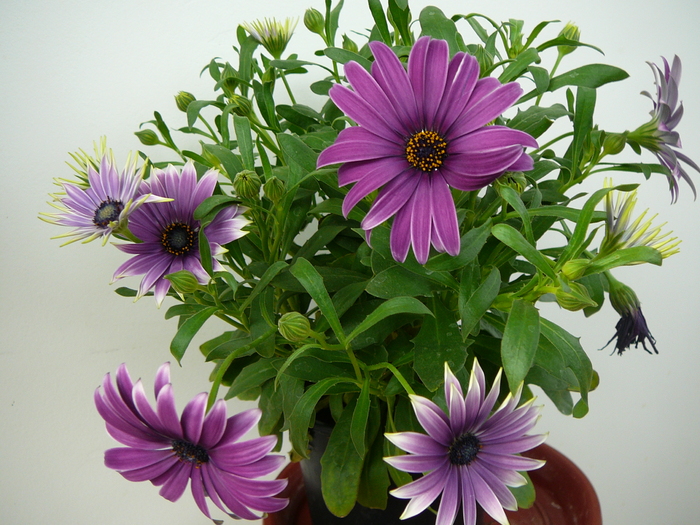 osteospermum