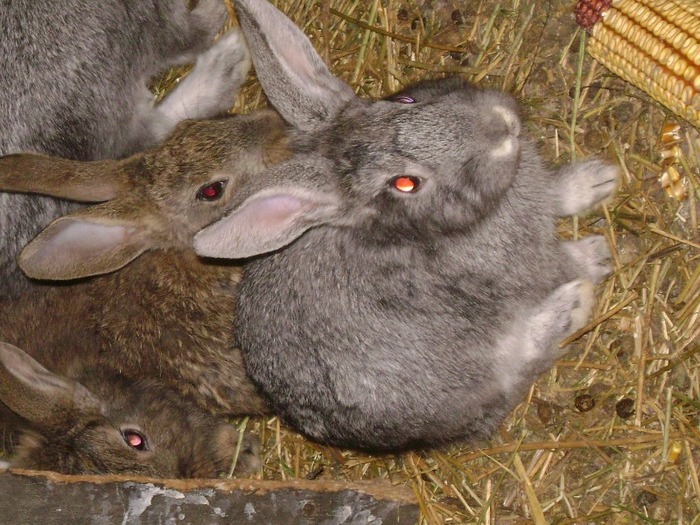 Picture 023 - iepuri comuni pui