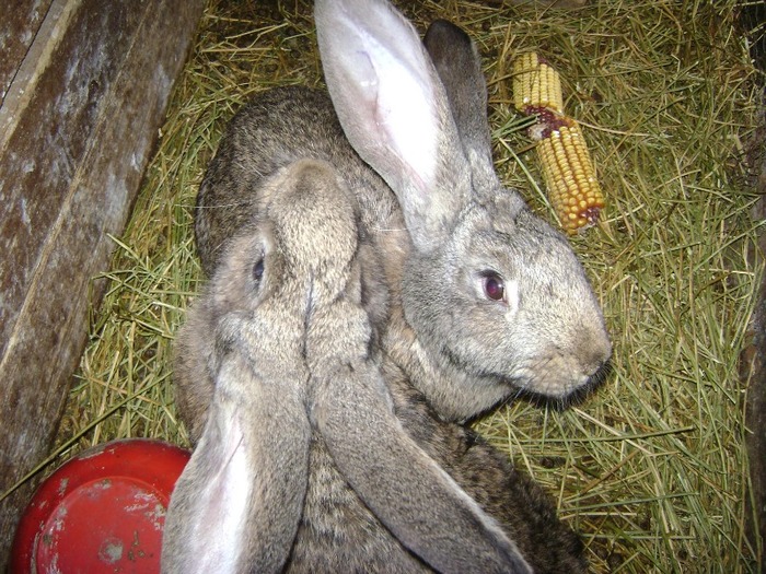 Picture 053 - urias gri german