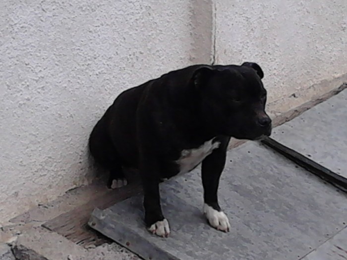 petra - staffordshire bull terrier