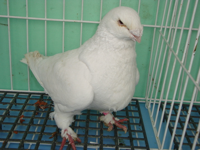 2008-Mascul - Porumbei americani