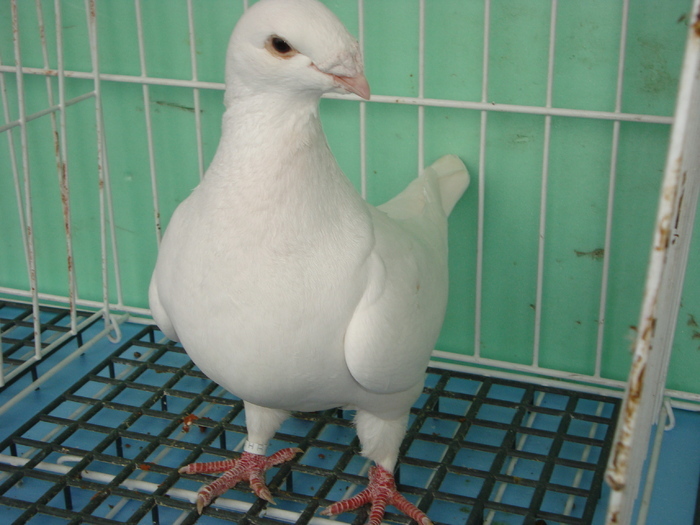 2009-Femela - Porumbei americani