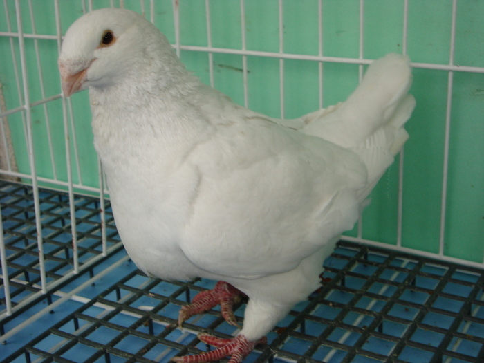 2009-femela - Porumbei americani