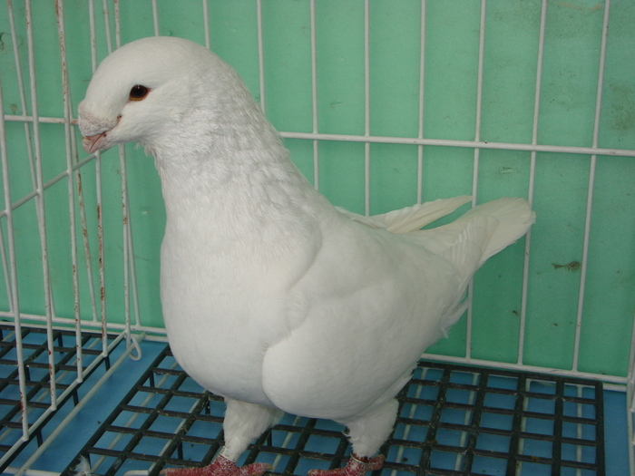2009-Mascul - Porumbei americani