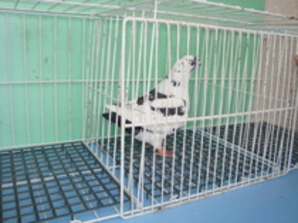 2010-Femela - Porumbei americani