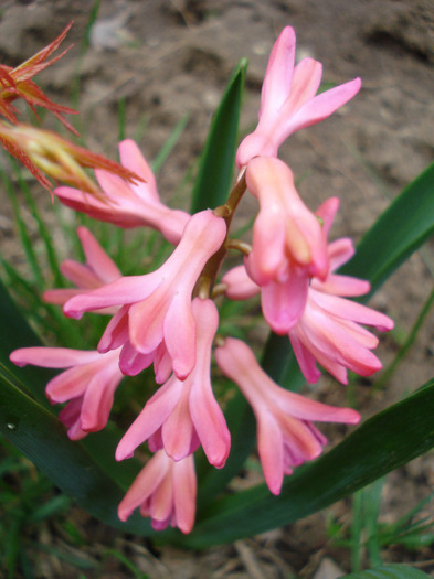 Hyacinth Jan Bos (2011, April 08)