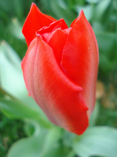 Tulipa Madame Lefeber (2011, April 04) - Tulipa Madame Lefeber