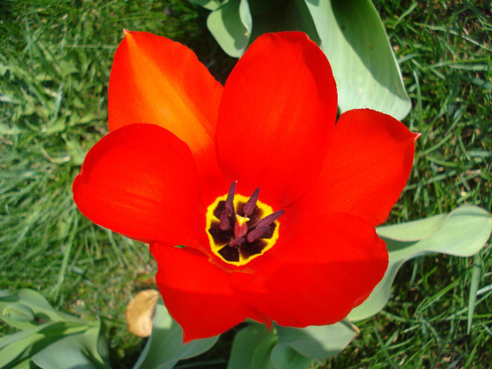 Tulipa Madame Lefeber (2011, April 05) - Tulipa Madame Lefeber